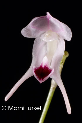 Porroglossum nutibara POS