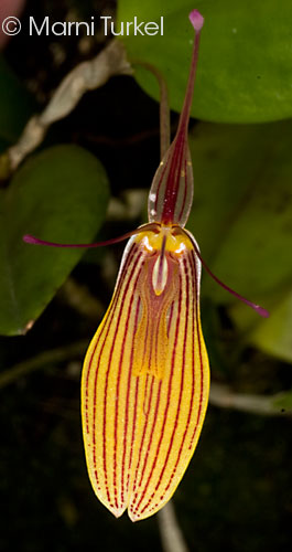 Restrepia brachypus