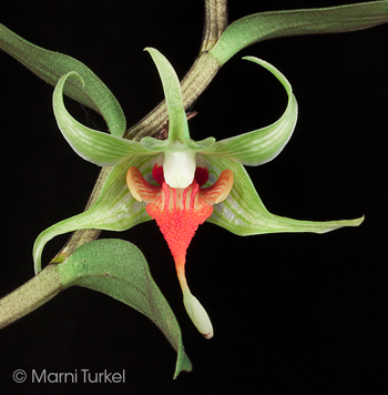 Dendrobium tobaense regular form