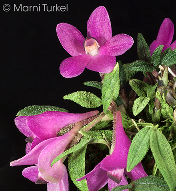 Dendrobium cuthbertsonii