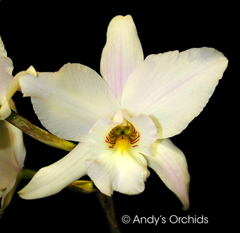 Laelia anceps 'Helen' HCC/AOS x self 4N