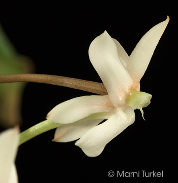 Aerangis coriacea