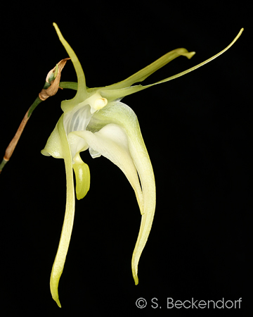 Aeranthes grandiflora ch