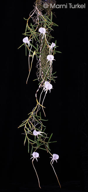 Angraecum scottianum