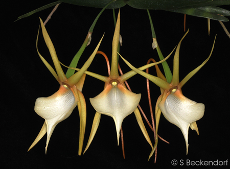 Angraecum vigueir