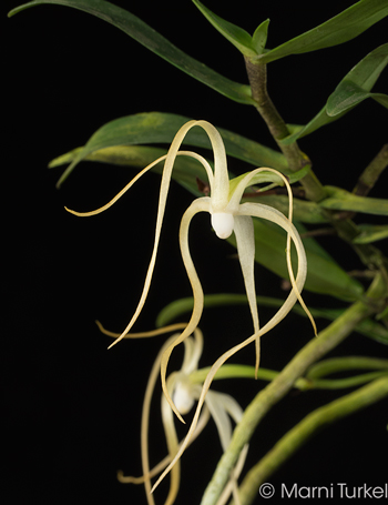 Angraecum corrugatum