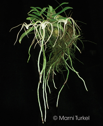 Angraecum corrugatum