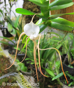 Angraecum conchoglossum