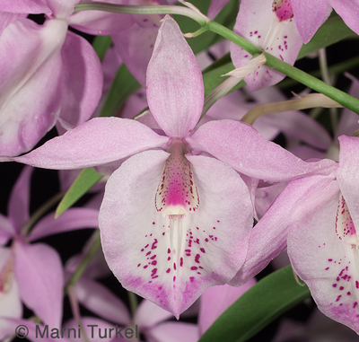 Barkeria spectabilis