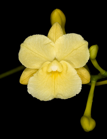 Broughtonia sanguinea aurea