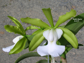 Cattleya aclandiae alba