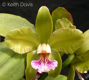 Cattleya granulosa 3N