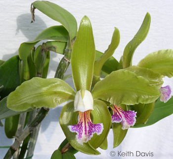 Cattleya granulosa ‘Rosemarie’