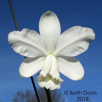 Cattleya loddigesii alba 'Rebel Belle'