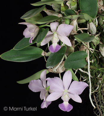 Cattleya walkeriana coerulea