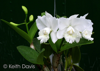 Cattleya xdolosa alba 4N 'Iwata’s Yuki No Hana’ AM/AOS