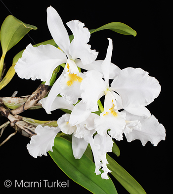 Cattleya warneri alba