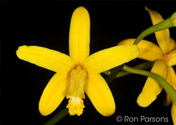 Cattleya crispata