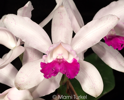 Cattleya intermedia