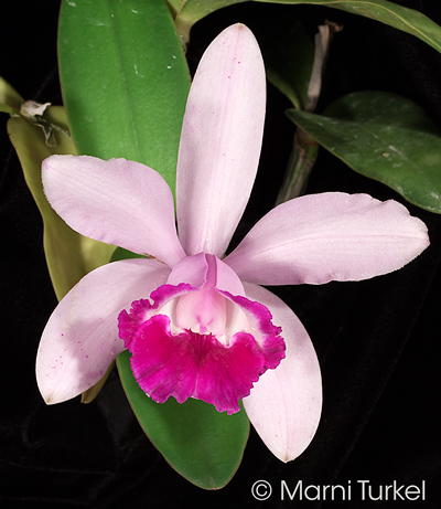 Cattleya intermedia