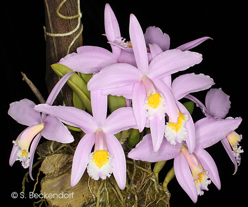 Laelia jongheana 'Jutta''