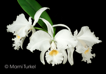 Cattleya labiata alba