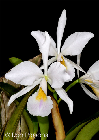 Cattleya labiata fma amoena