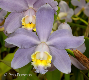 Cattleya loddigesii