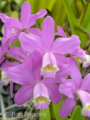 Cattleya loddigesii