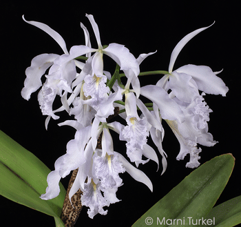 Cattleya maxima coerulea 2516