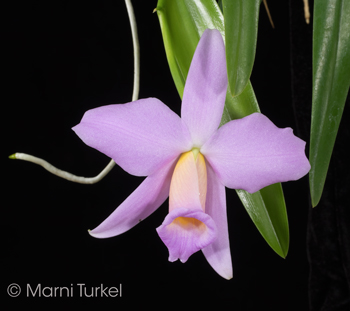 Cattleya praestans concolor 'Stony Point