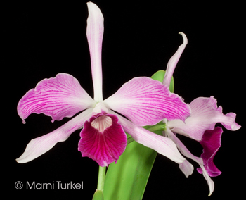 Cattleya purpurata