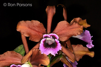 ‘Pololei Wine’Cattleya tenebrosa