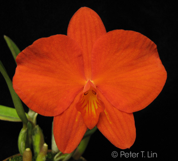 Cattleya coccinea 'Florence' FCC/AOS