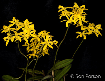 Cattleya crispata