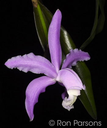 Cattleya kerrii