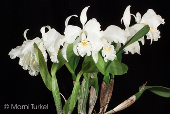 Cattleya labiata alba