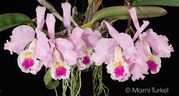 Cattleya mendelii 'Stony Point'