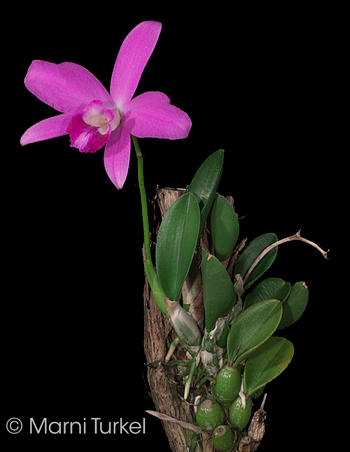 Cattleya.sincorana.reginaldo