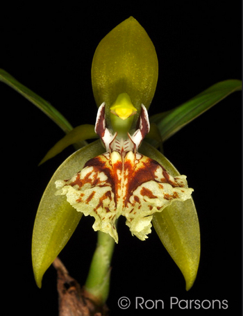 Coelogyne schilleriana