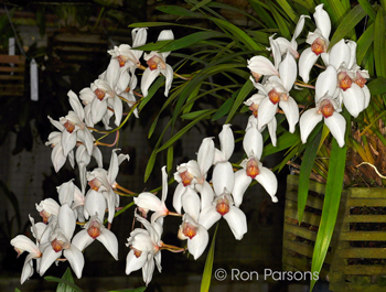 Cymbidium erythrostylum 'Charlesworthii'