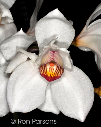 Cymbidium erythrostylum 'Charlesworthii'