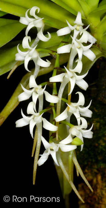 Cyrtorchis praetermissa