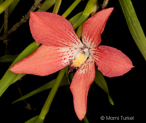 Dendrobium cinnabarinum '5818'