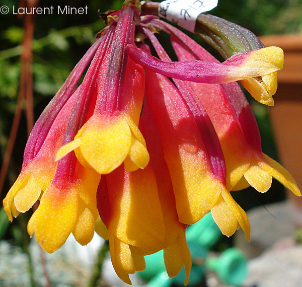 Dendrobium lawesii red/yellow