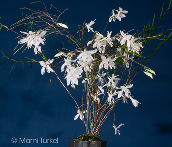 Dendrobium papilio