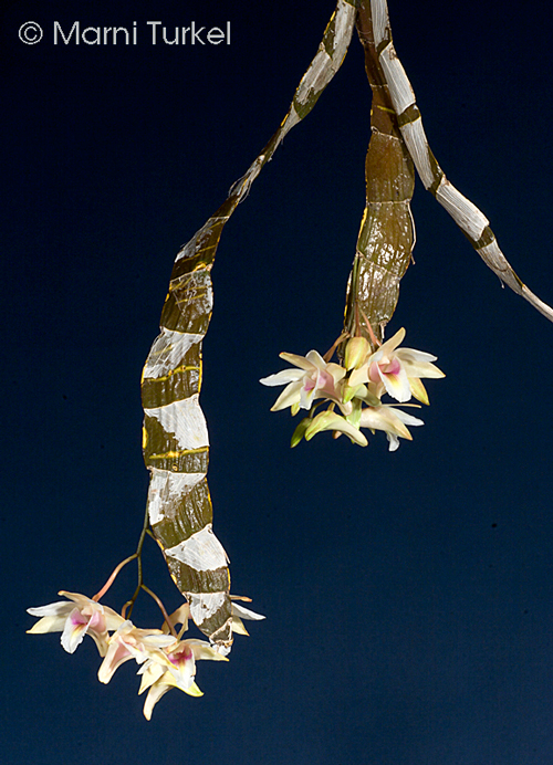 Dendrobium treubii