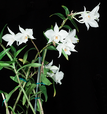 Dendrobium wattii