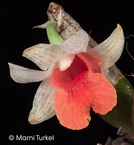 Dendrobium bellatulum dark lip