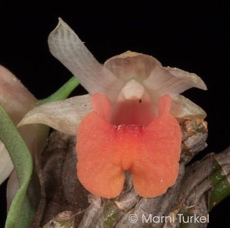 Dendrobium bellatulum dark lip